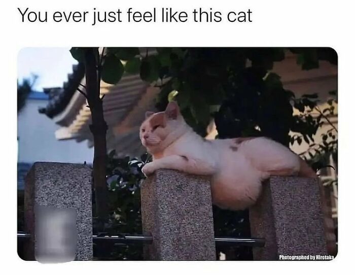 50 Perfectly Accurate Pics And Memes That Capture What It’s Like Living With Cats 50 Perfectly Accurate Pics And Memes That Capture What It’s Like Living With Cats