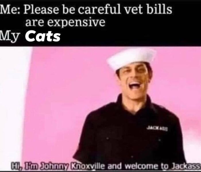 50 Perfectly Accurate Pics And Memes That Capture What It’s Like Living With Cats 50 Perfectly Accurate Pics And Memes That Capture What It’s Like Living With Cats