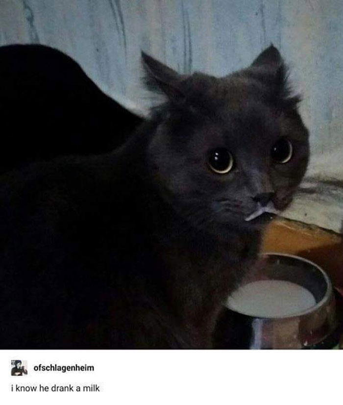 50 Perfectly Accurate Pics And Memes That Capture What It’s Like Living With Cats 50 Perfectly Accurate Pics And Memes That Capture What It’s Like Living With Cats