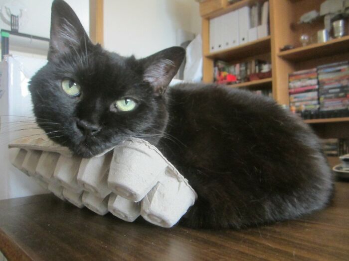 50 Times Felines Pulled a Funny Cat Face 50 Times Felines Pulled a Funny Cat Face