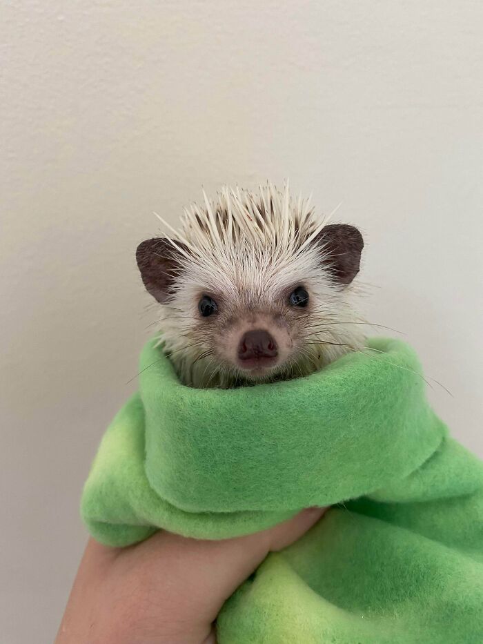 45 Wholesome Pics Of Adopted Pets That Show What Joy Giving Them A Second Chance Brings To Everybody (August Edition) 45 Wholesome Pics Of Adopted Pets That Show What Joy Giving Them A Second Chance Brings To Everybody (August Edition)