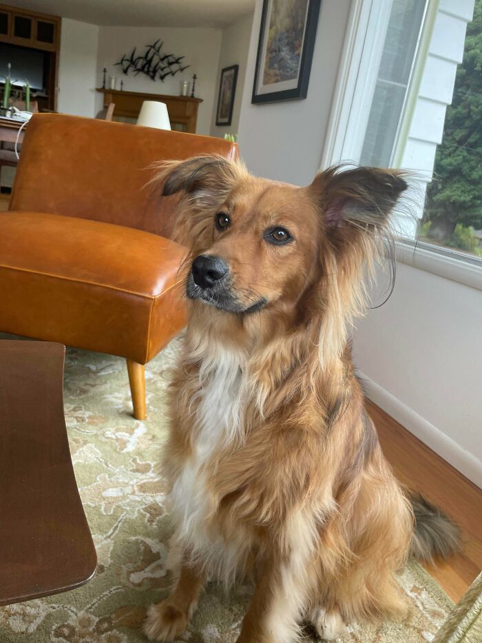 45 Wholesome Pics Of Adopted Pets That Show What Joy Giving Them A Second Chance Brings To Everybody (August Edition) 45 Wholesome Pics Of Adopted Pets That Show What Joy Giving Them A Second Chance Brings To Everybody (August Edition)