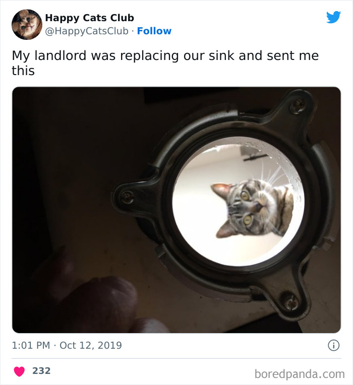 “A Place Where We Can Laugh At Our Non-Human Friends”: 50 Times This Online Group Made Our Days Better “A Place Where We Can Laugh At Our Non-Human Friends”: 50 Times This Online Group Made Our Days Better