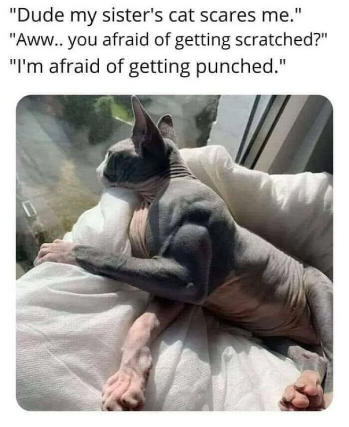 “A Place Where We Can Laugh At Our Non-Human Friends”: 50 Times This Online Group Made Our Days Better “A Place Where We Can Laugh At Our Non-Human Friends”: 50 Times This Online Group Made Our Days Better