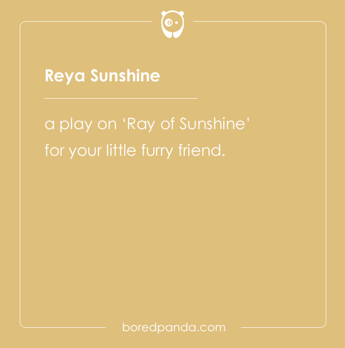 135 Unique and Cute Pet Names To Melt Your Heart 135 Unique and Cute Pet Names To Melt Your Heart