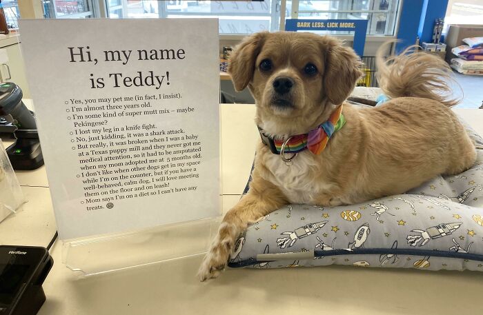 “Dogs With Jobs”: 50 Adorable And Wholesome Pics From This Online Group “Dogs With Jobs”: 50 Adorable And Wholesome Pics From This Online Group