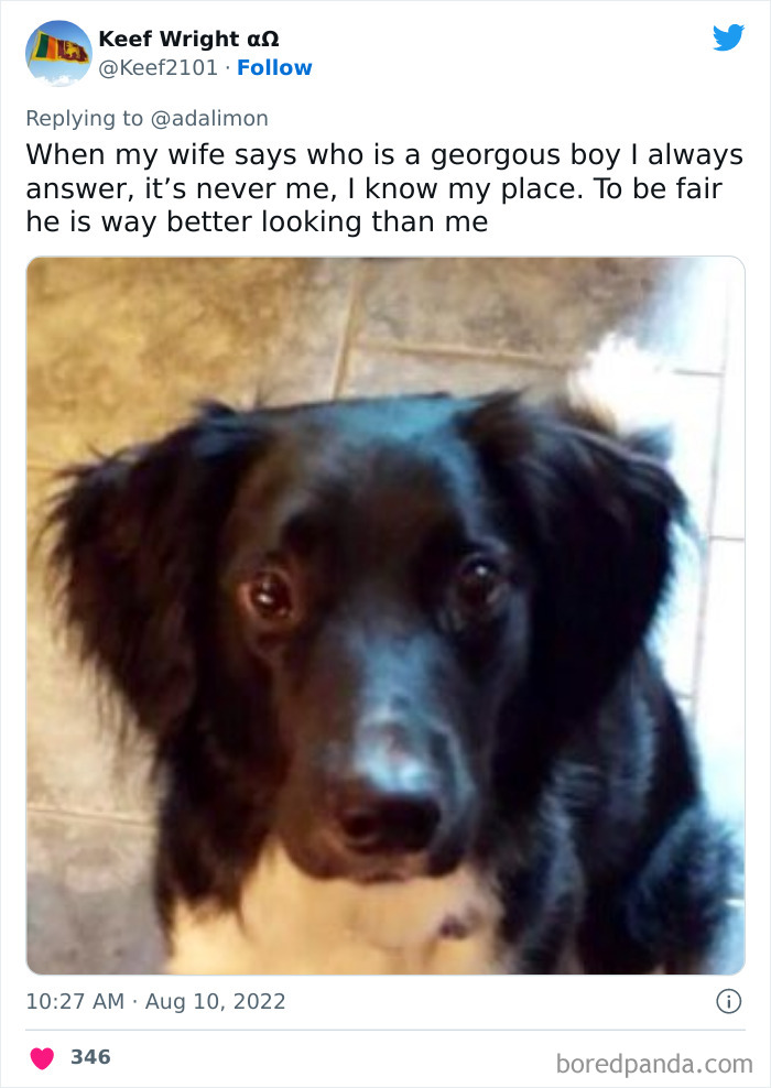 People Are Sharing Embarrassing Moments When They Thought Someone Was Speaking To Them Instead Of Their Pet, And Here Are 29 Of The Funniest Ones People Are Sharing Embarrassing Moments When They Thought Someone Was Speaking To Them Instead Of Their Pet, And Here Are 29 Of The Funniest Ones