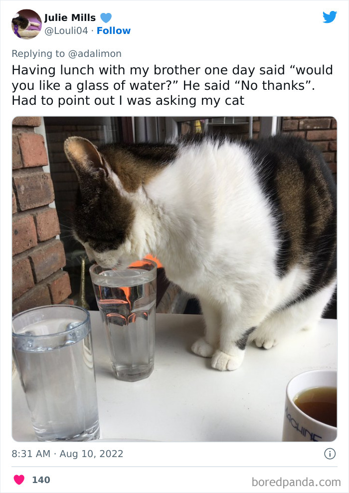People Are Sharing Embarrassing Moments When They Thought Someone Was Speaking To Them Instead Of Their Pet, And Here Are 29 Of The Funniest Ones People Are Sharing Embarrassing Moments When They Thought Someone Was Speaking To Them Instead Of Their Pet, And Here Are 29 Of The Funniest Ones