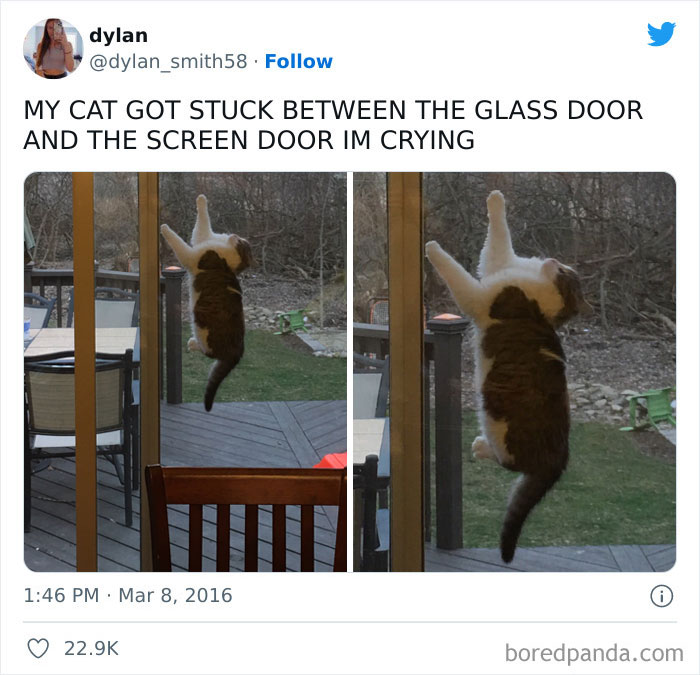 50 Times Animals Goofed Around And Ended Up Requiring Human Assistance (New Pics) 50 Times Animals Goofed Around And Ended Up Requiring Human Assistance (New Pics)