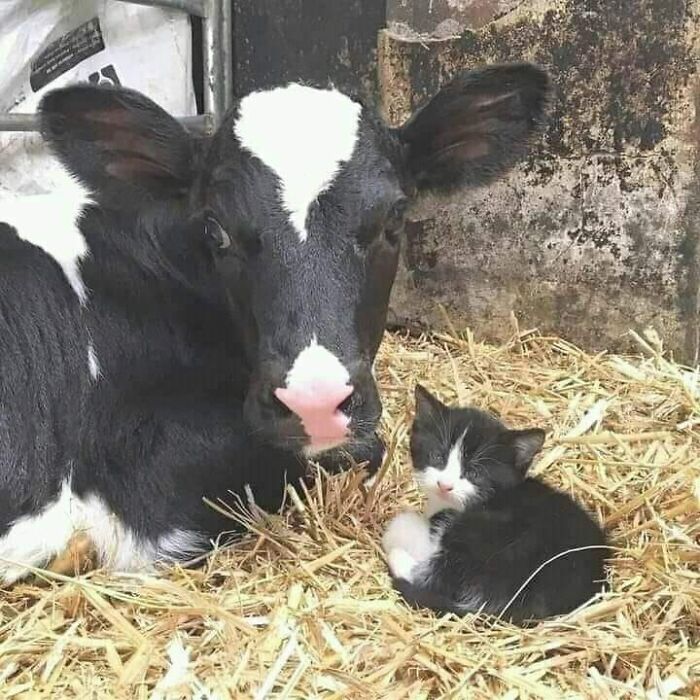 ‘Blessed Images’: 50 Times People Saw An Image So Pure, It Healed Their Soul A Bit ‘Blessed Images’: 50 Times People Saw An Image So Pure, It Healed Their Soul A Bit