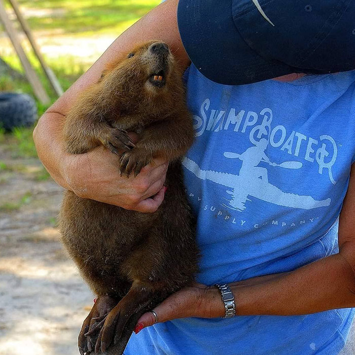Animals At Wildlife Rescue Rejoice As Dozens Of Squashed Watermelons Are Donated After Accident