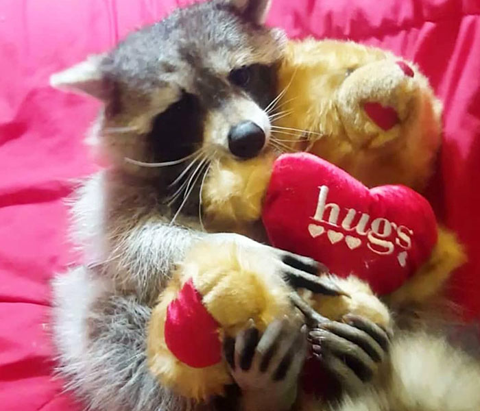 Animals At Wildlife Rescue Rejoice As Dozens Of Squashed Watermelons Are Donated After Accident