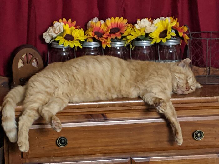 Hey Pandas, What Are Some Examples Of The Funniest Explanations Given To An Authority Figure? (Closed) Hey Pandas, What Are Some Examples Of The Funniest Explanations Given To An Authority Figure? (Closed)