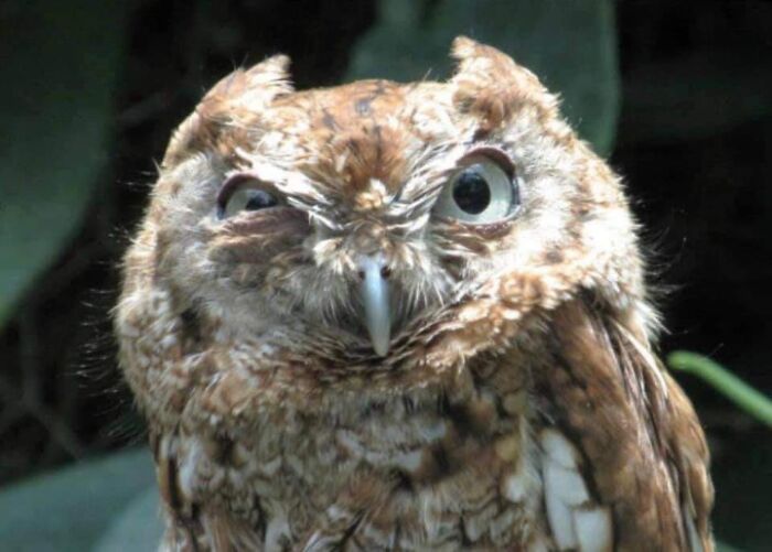 Hey Pandas, What Are Some Examples Of The Funniest Explanations Given To An Authority Figure? (Closed) Hey Pandas, What Are Some Examples Of The Funniest Explanations Given To An Authority Figure? (Closed)