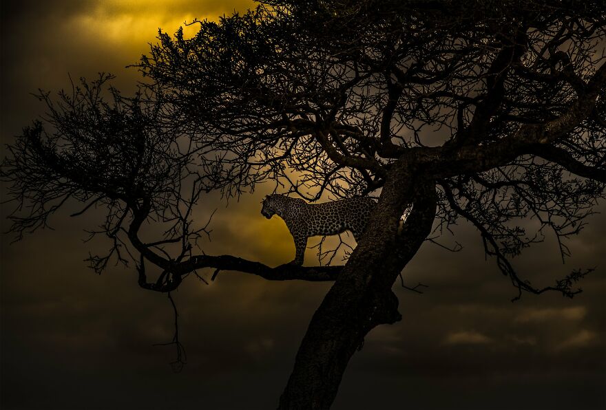 The Best 65 Wildlife Photos Revealed In The 2022 Wildart Photographer Of The Year Contest The Best 65 Wildlife Photos Revealed In The 2022 Wildart Photographer Of The Year Contest