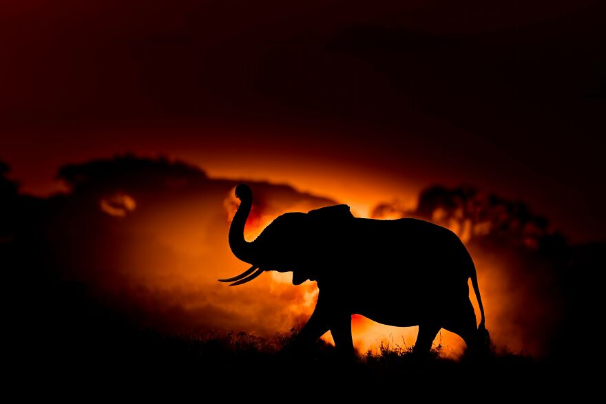 The Best 65 Wildlife Photos Revealed In The 2022 Wildart Photographer Of The Year Contest The Best 65 Wildlife Photos Revealed In The 2022 Wildart Photographer Of The Year Contest