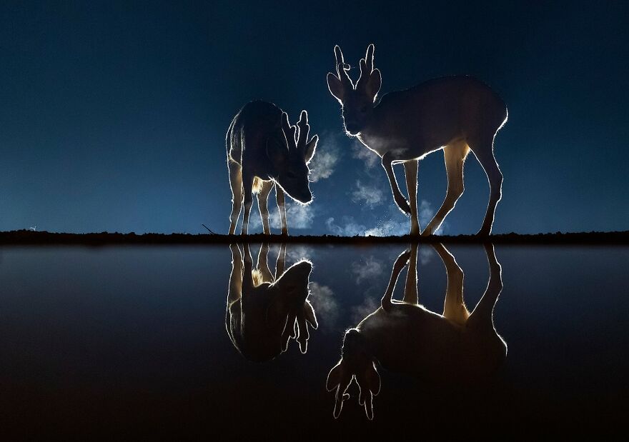 The Best 65 Wildlife Photos Revealed In The 2022 Wildart Photographer Of The Year Contest The Best 65 Wildlife Photos Revealed In The 2022 Wildart Photographer Of The Year Contest