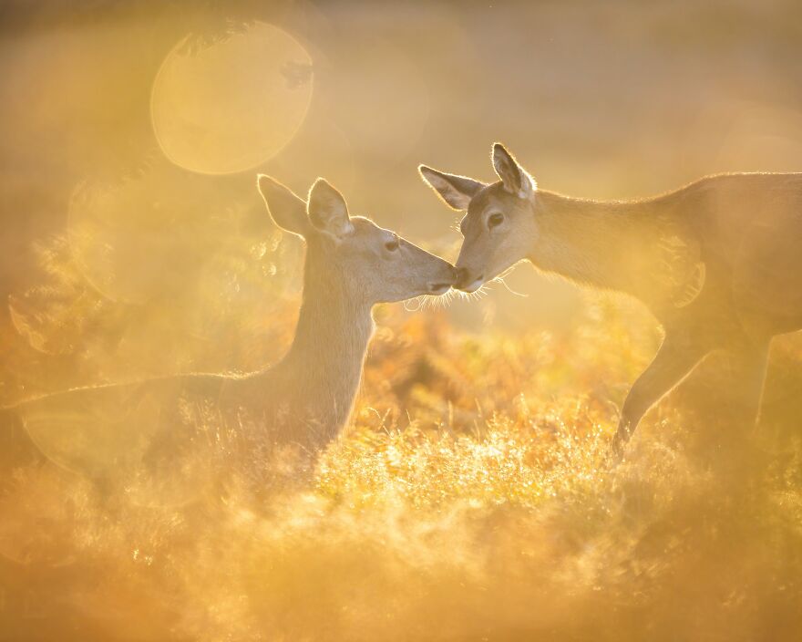 The Best 65 Wildlife Photos Revealed In The 2022 Wildart Photographer Of The Year Contest The Best 65 Wildlife Photos Revealed In The 2022 Wildart Photographer Of The Year Contest