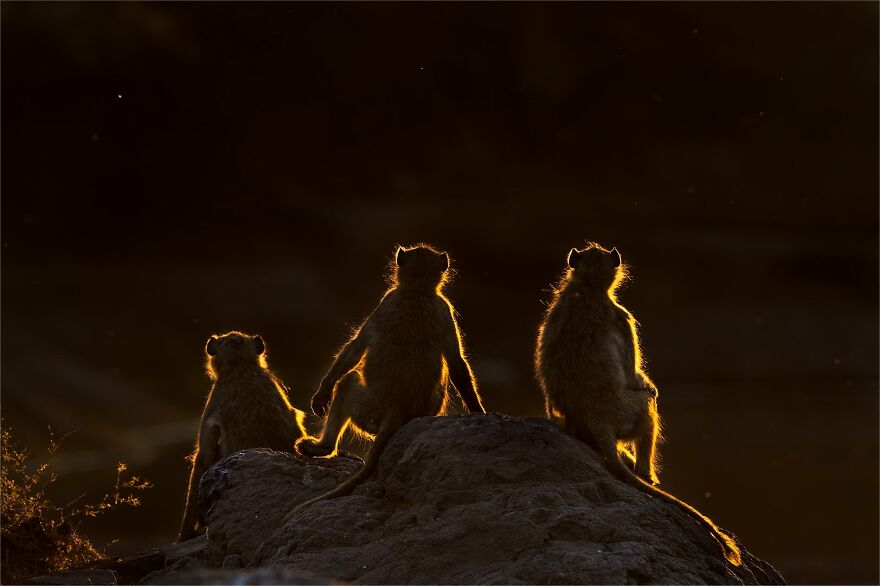 The Best 65 Wildlife Photos Revealed In The 2022 Wildart Photographer Of The Year Contest The Best 65 Wildlife Photos Revealed In The 2022 Wildart Photographer Of The Year Contest