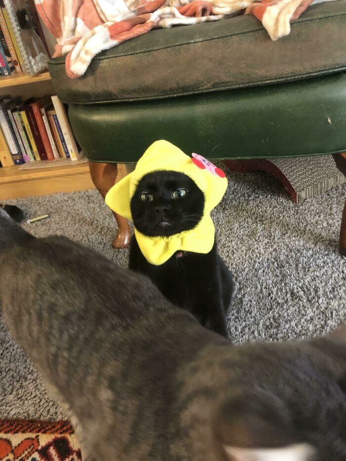 “What’s Wrong With Your Cat?”: 50 “Faulty” Cats That Can’t Stop Glitching (New Pics)