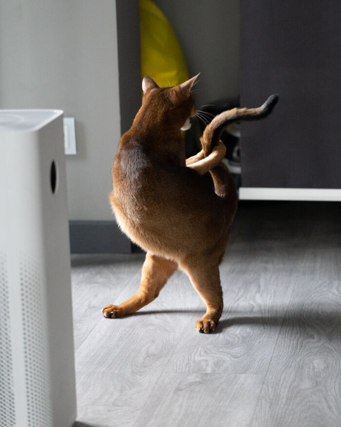 “What’s Wrong With Your Cat?”: 50 “Faulty” Cats That Can’t Stop Glitching (New Pics)