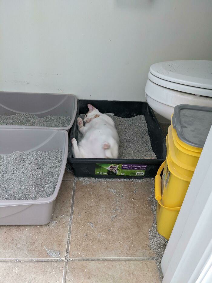 “What’s Wrong With Your Cat?”: 50 “Faulty” Cats That Can’t Stop Glitching (New Pics) “What’s Wrong With Your Cat?”: 50 “Faulty” Cats That Can’t Stop Glitching (New Pics)