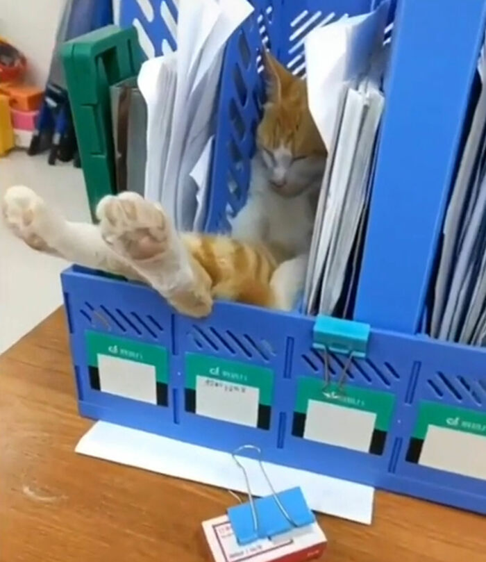 “What’s Wrong With Your Cat?”: 50 “Faulty” Cats That Can’t Stop Glitching (New Pics)