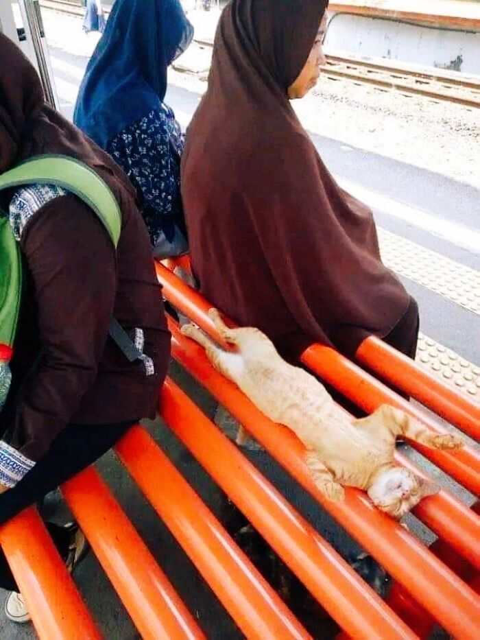 “What’s Wrong With Your Cat?”: 50 “Faulty” Cats That Can’t Stop Glitching (New Pics) “What’s Wrong With Your Cat?”: 50 “Faulty” Cats That Can’t Stop Glitching (New Pics)