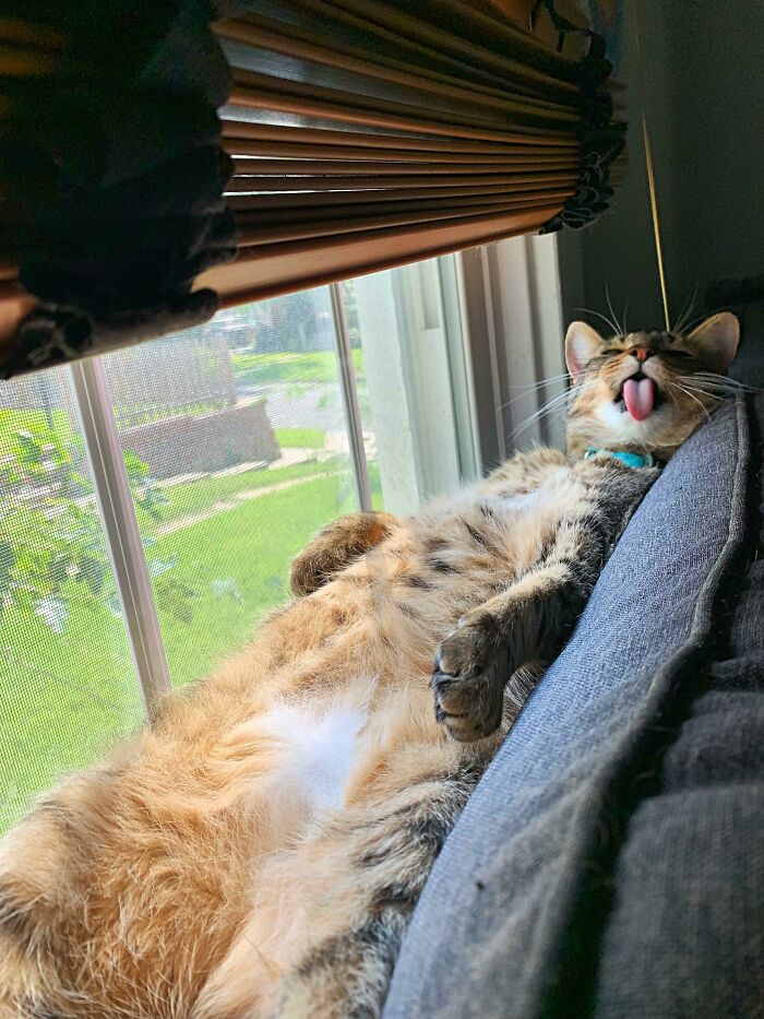 “What’s Wrong With Your Cat?”: 50 “Faulty” Cats That Can’t Stop Glitching (New Pics)