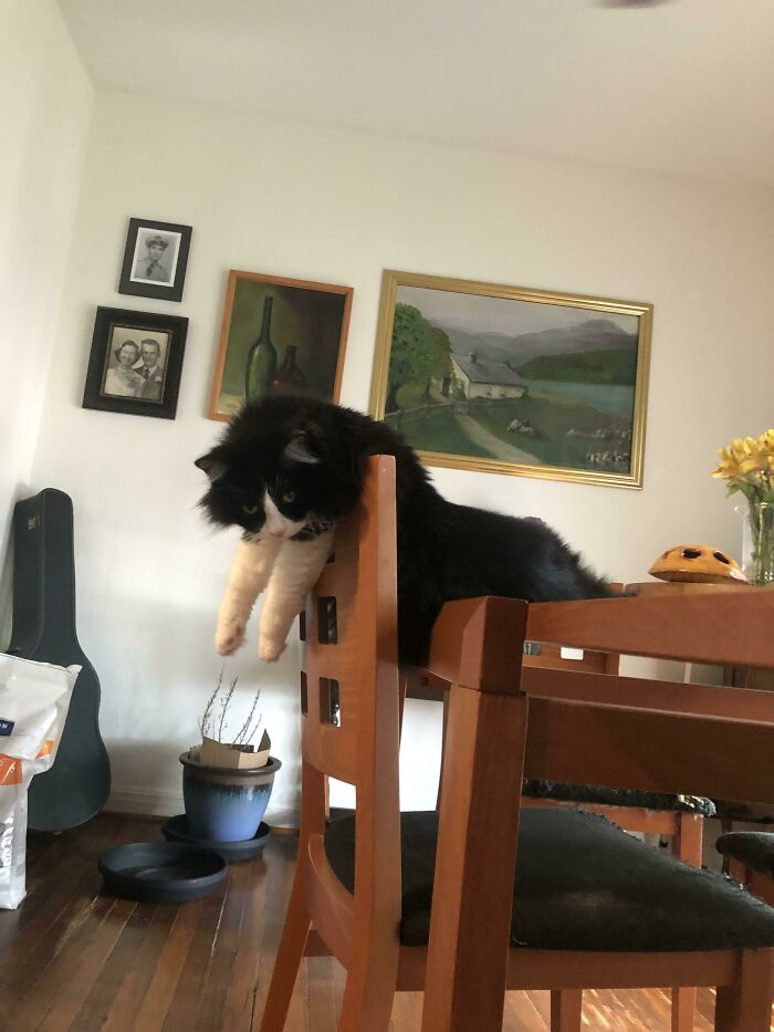 “What’s Wrong With Your Cat?”: 50 “Faulty” Cats That Can’t Stop Glitching (New Pics)