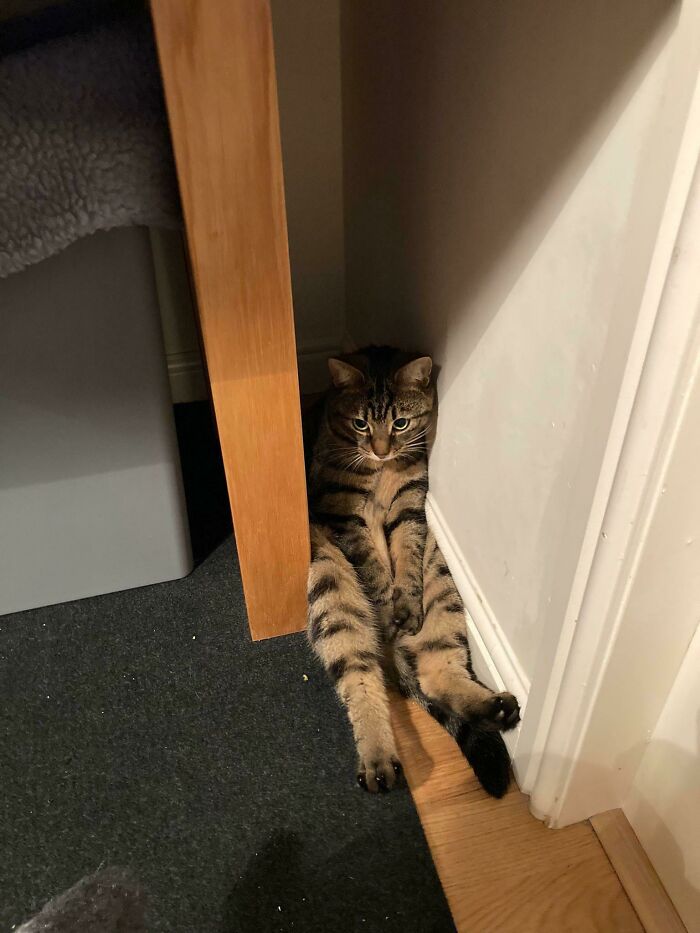 “What’s Wrong With Your Cat?”: 50 “Faulty” Cats That Can’t Stop Glitching (New Pics)