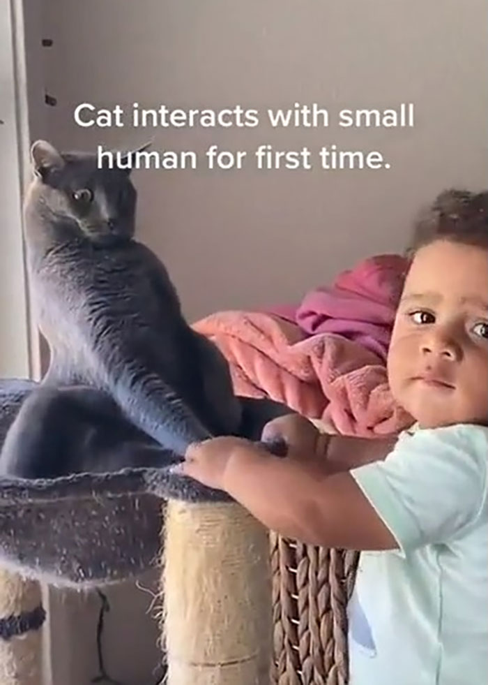 “What’s Wrong With Your Cat?”: 50 “Faulty” Cats That Can’t Stop Glitching (New Pics) “What’s Wrong With Your Cat?”: 50 “Faulty” Cats That Can’t Stop Glitching (New Pics)