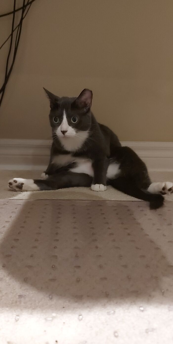 “What’s Wrong With Your Cat?”: 50 “Faulty” Cats That Can’t Stop Glitching (New Pics)