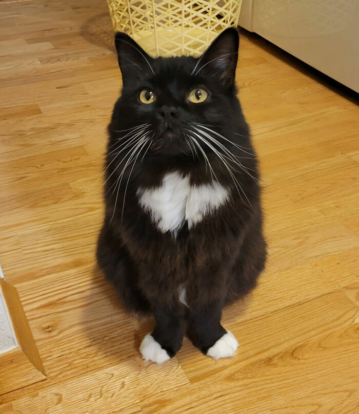 “What’s Wrong With Your Cat?”: 50 “Faulty” Cats That Can’t Stop Glitching (New Pics) “What’s Wrong With Your Cat?”: 50 “Faulty” Cats That Can’t Stop Glitching (New Pics)