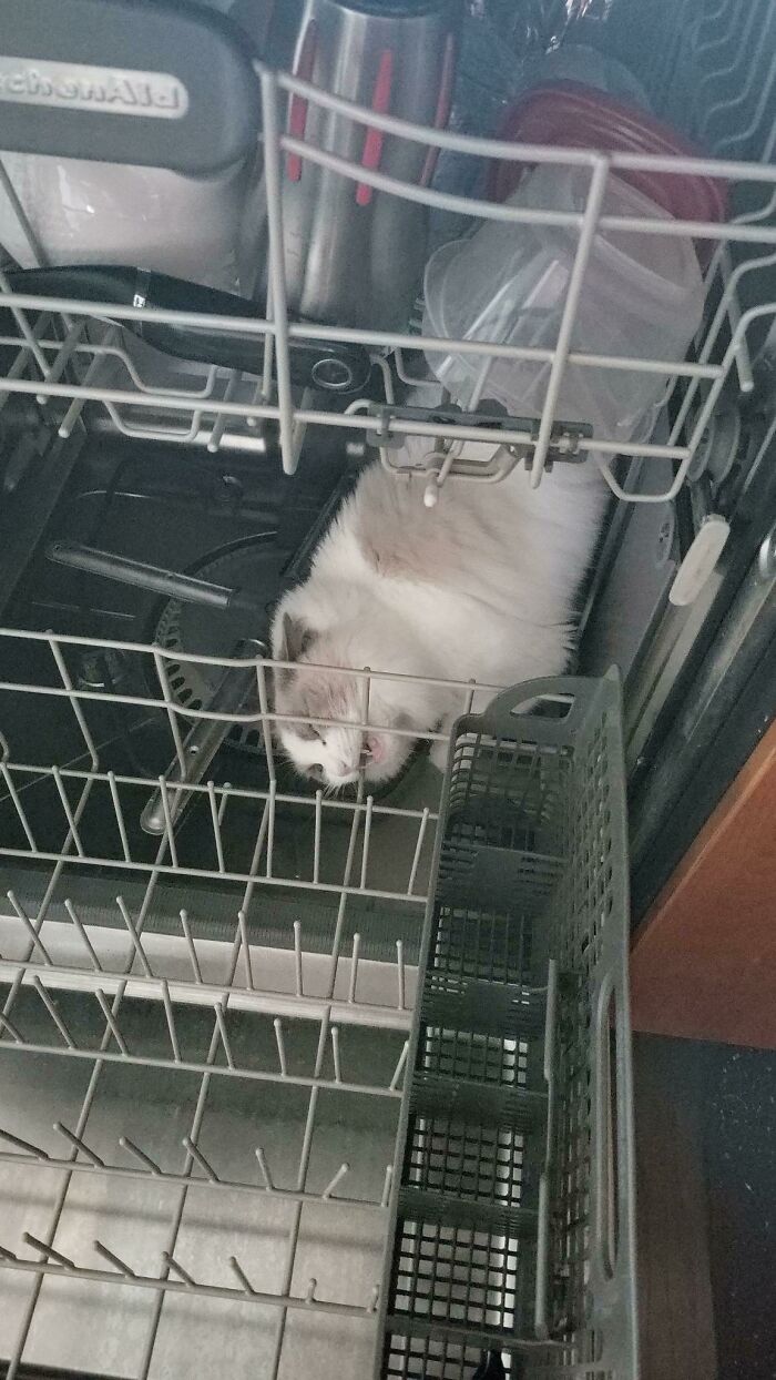 “What’s Wrong With Your Cat?”: 50 “Faulty” Cats That Can’t Stop Glitching (New Pics)