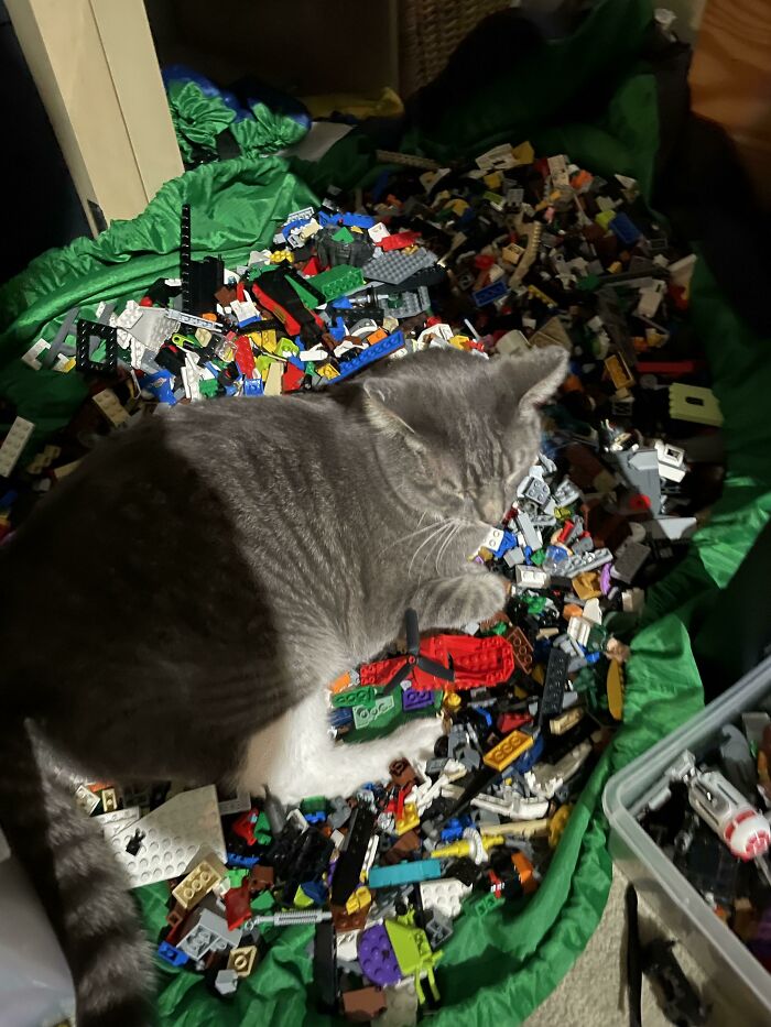 “What’s Wrong With Your Cat?”: 50 “Faulty” Cats That Can’t Stop Glitching (New Pics)