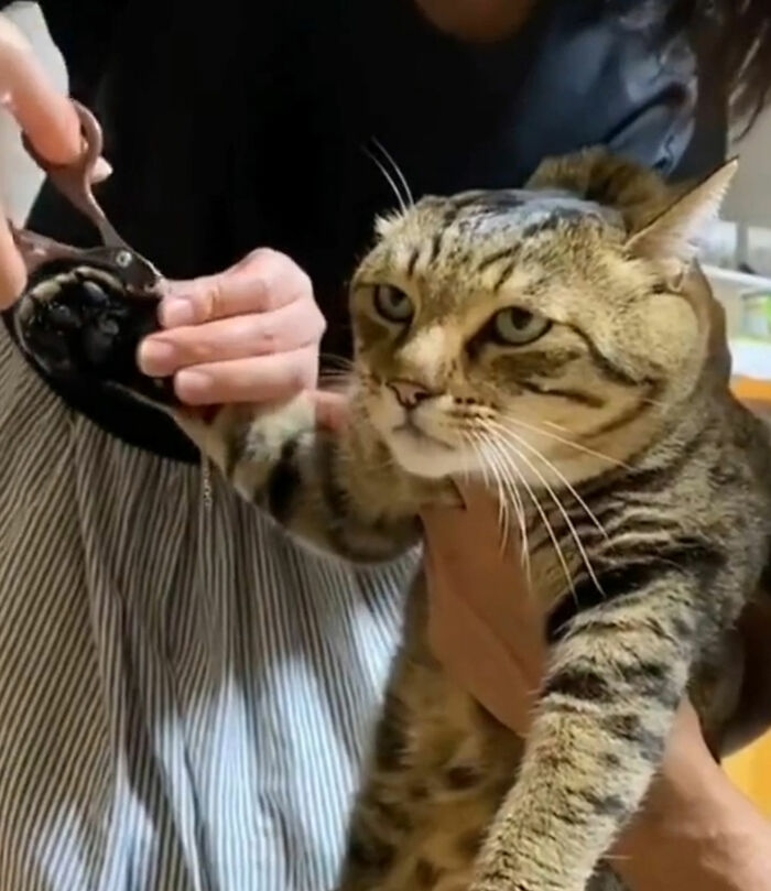 “What’s Wrong With Your Cat?”: 50 “Faulty” Cats That Can’t Stop Glitching (New Pics)