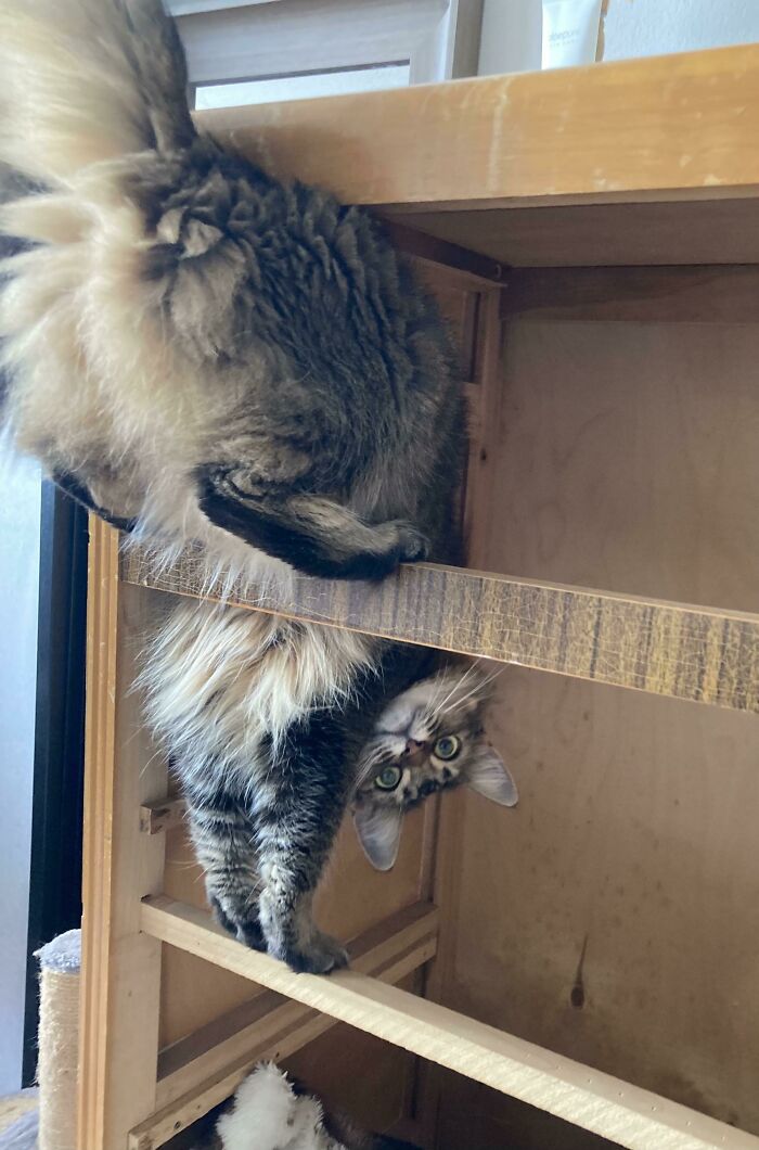 “What’s Wrong With Your Cat?”: 50 “Faulty” Cats That Can’t Stop Glitching (New Pics)