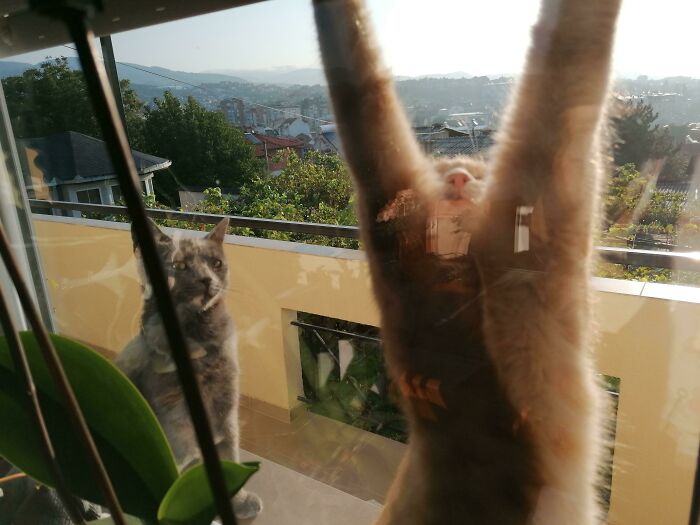 “What’s Wrong With Your Cat?”: 50 “Faulty” Cats That Can’t Stop Glitching (New Pics)