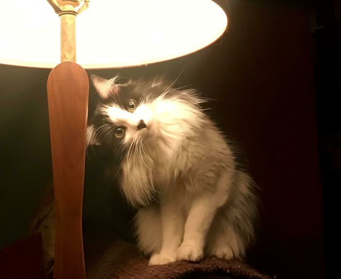 “What’s Wrong With Your Cat?”: 50 “Faulty” Cats That Can’t Stop Glitching (New Pics)