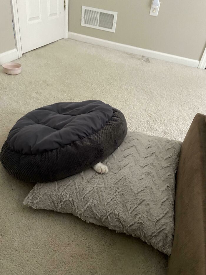 “What’s Wrong With Your Cat?”: 50 “Faulty” Cats That Can’t Stop Glitching (New Pics) “What’s Wrong With Your Cat?”: 50 “Faulty” Cats That Can’t Stop Glitching (New Pics)