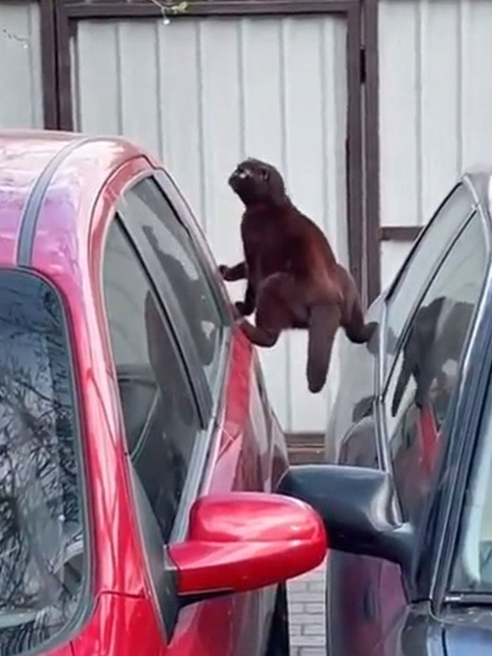 “What’s Wrong With Your Cat?”: 50 “Faulty” Cats That Can’t Stop Glitching (New Pics)