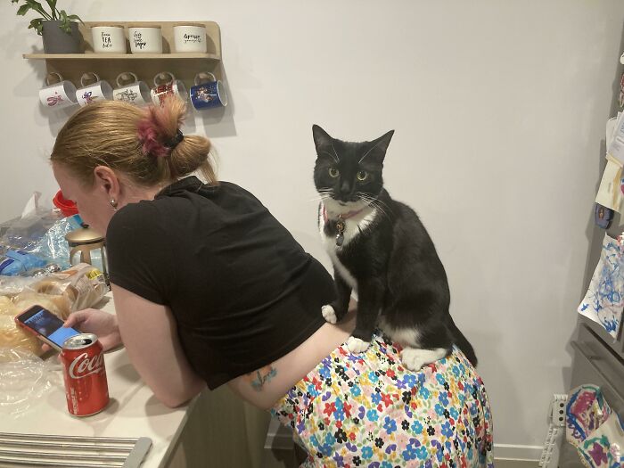 “What’s Wrong With Your Cat?”: 50 “Faulty” Cats That Can’t Stop Glitching (New Pics)