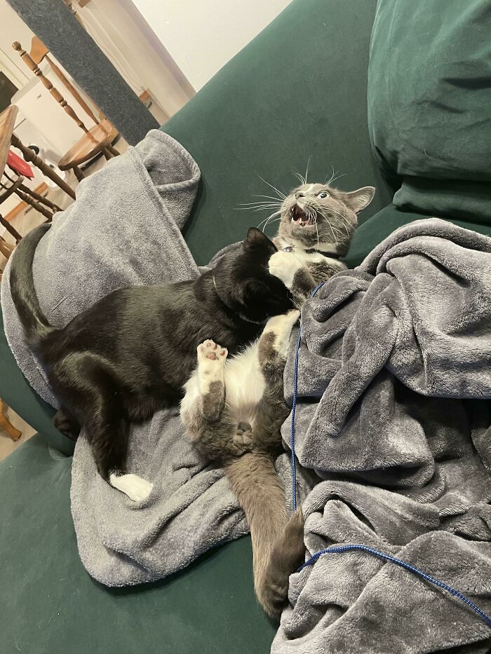 “What’s Wrong With Your Cat?”: 50 “Faulty” Cats That Can’t Stop Glitching (New Pics)