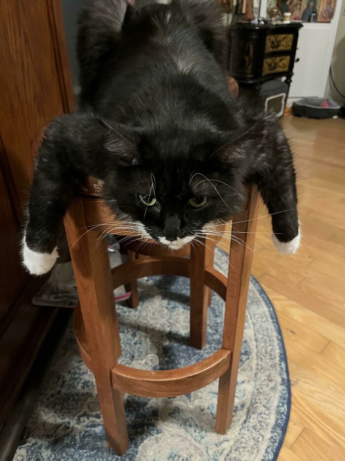 “What’s Wrong With Your Cat?”: 50 “Faulty” Cats That Can’t Stop Glitching (New Pics)