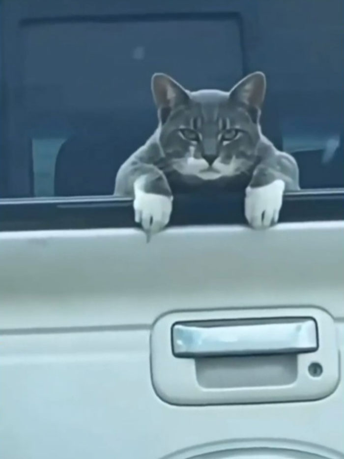 “What’s Wrong With Your Cat?”: 50 “Faulty” Cats That Can’t Stop Glitching (New Pics)