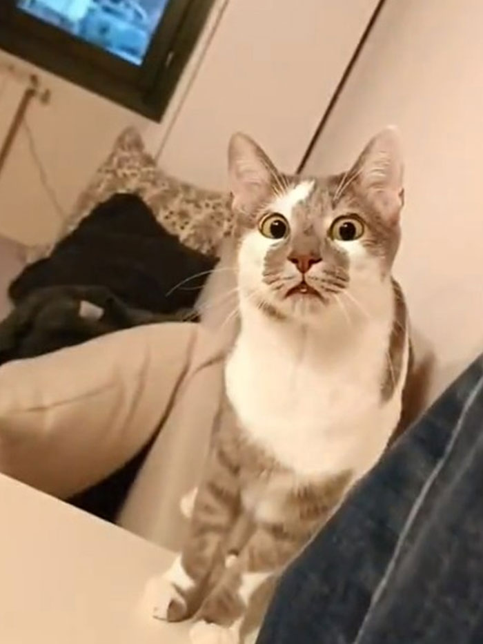 “What’s Wrong With Your Cat?”: 50 “Faulty” Cats That Can’t Stop Glitching (New Pics) “What’s Wrong With Your Cat?”: 50 “Faulty” Cats That Can’t Stop Glitching (New Pics)