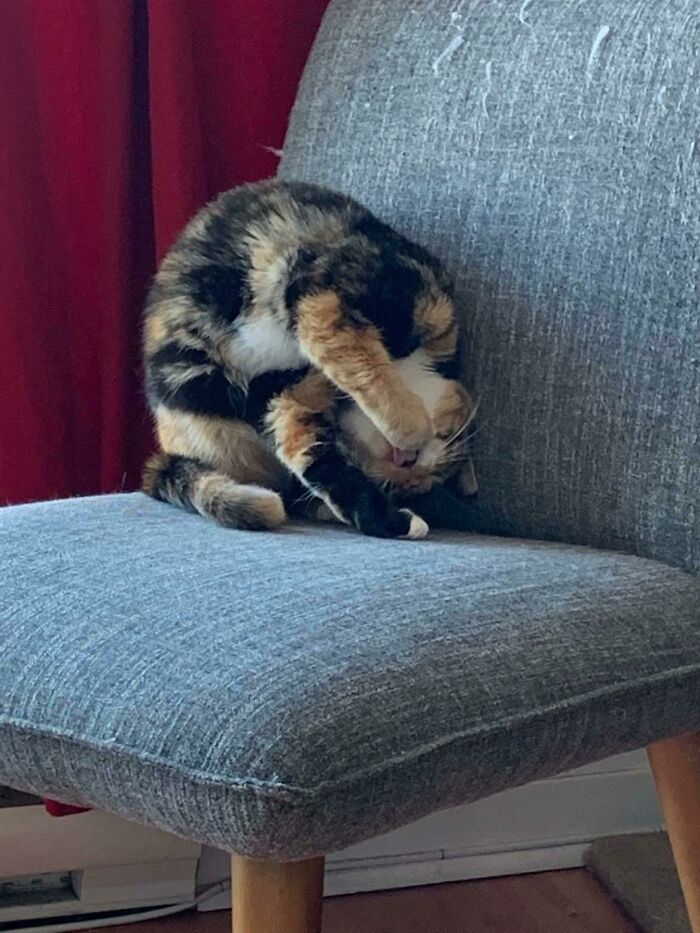 “What’s Wrong With Your Cat?”: 50 “Faulty” Cats That Can’t Stop Glitching (New Pics)