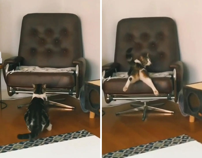 “What’s Wrong With Your Cat?”: 50 “Faulty” Cats That Can’t Stop Glitching (New Pics)