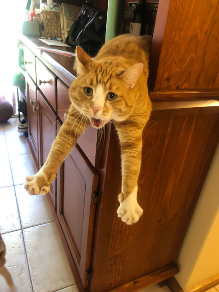 “What’s Wrong With Your Cat?”: 50 “Faulty” Cats That Can’t Stop Glitching (New Pics)